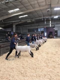 Side view lambs